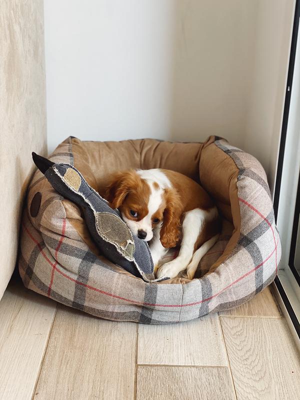 Barbour best sale dog bed