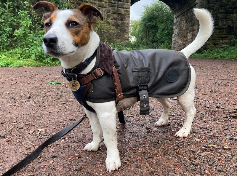 Barbour wax shop dog coat