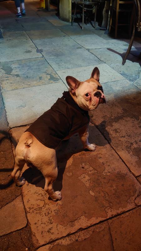 French bulldog barbour coat sale