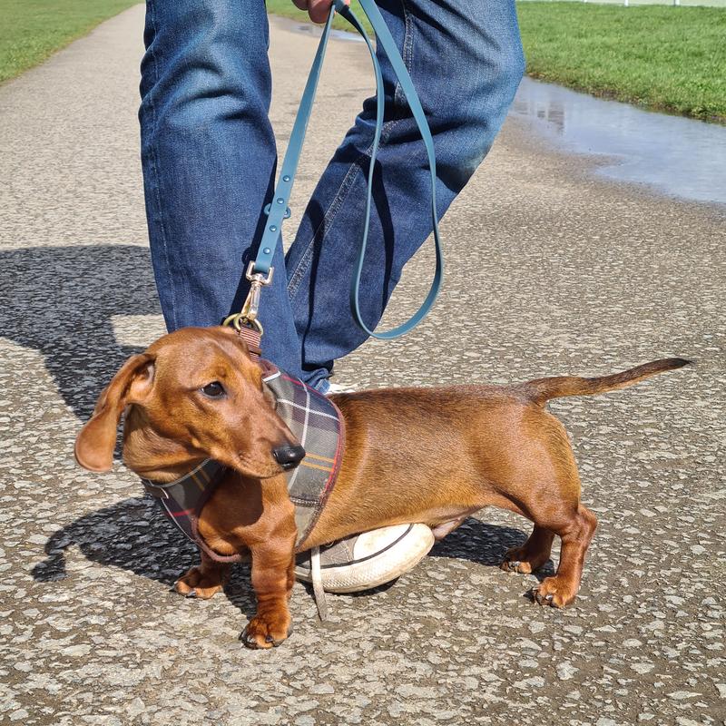 Tartan Dog Harness, Barbour