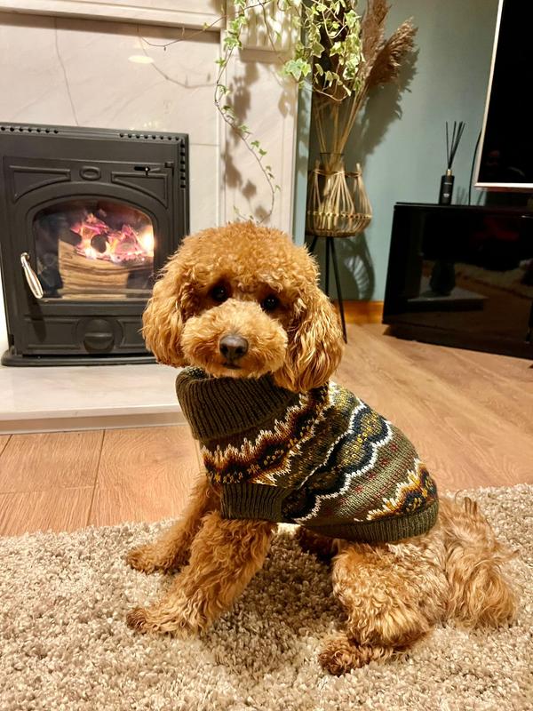 Chelsea dog outlet jumper