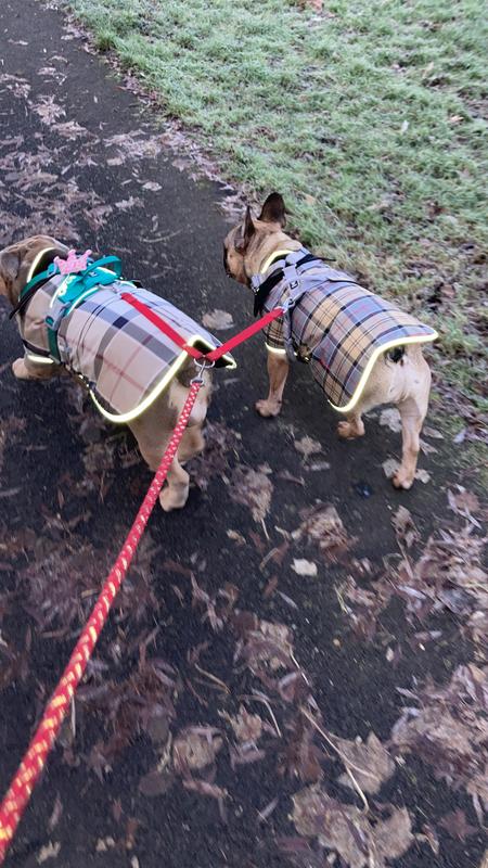 French bulldog deals barbour coat