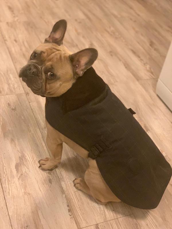 French bulldog outlet barbour coat