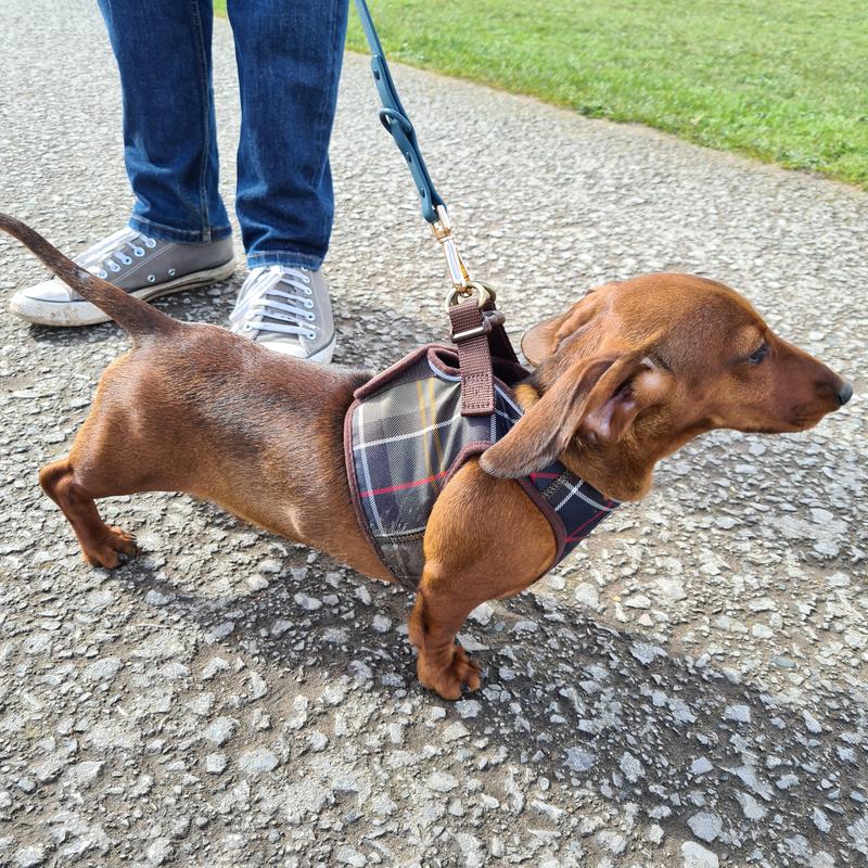 Barbour Step In Dog Harness