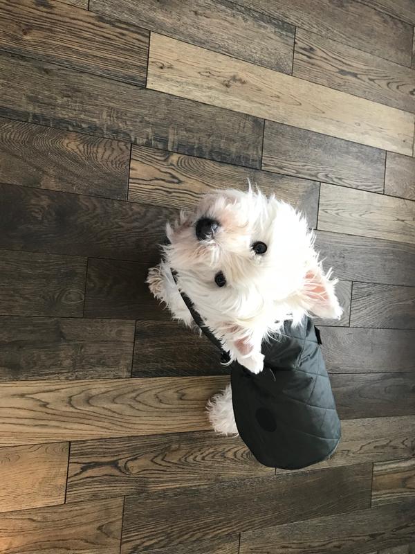 Barbour quilted dog on sale coat black