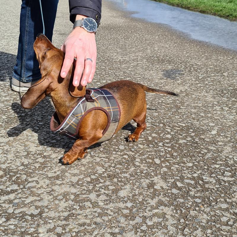 Flip Flops Step-In Dog Harness Large