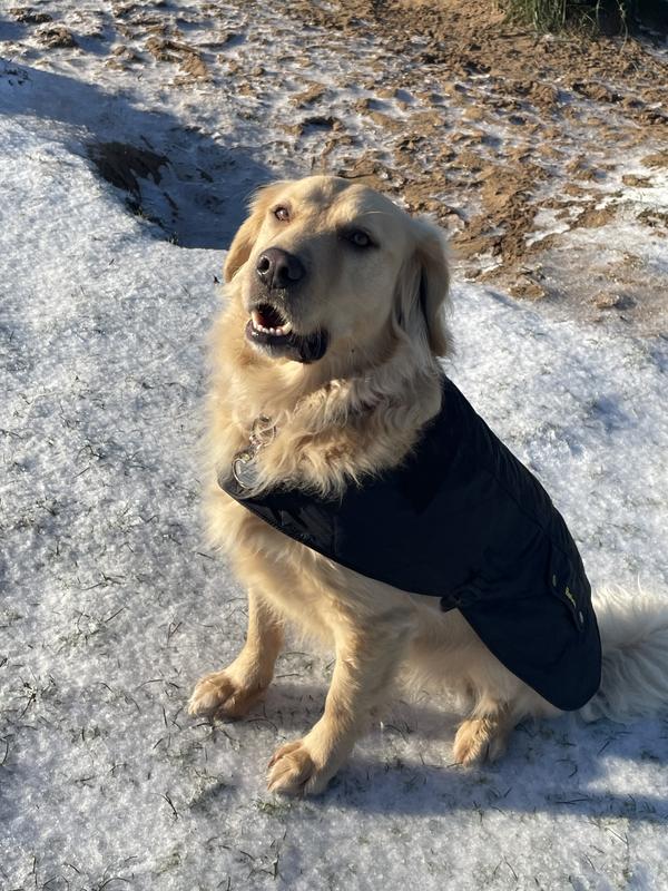 Barbour polar dog store coat