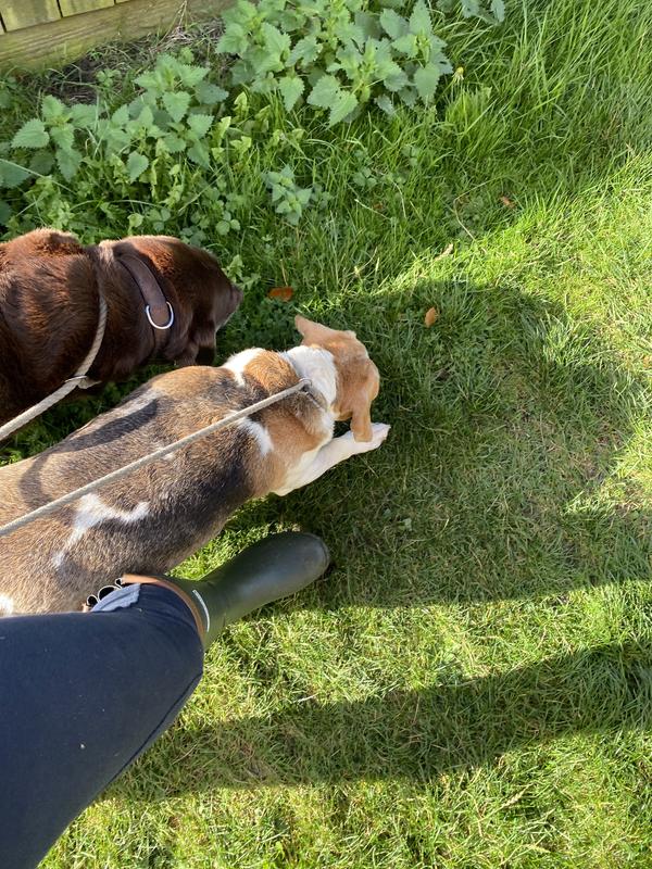 Barbour store beagle wellies