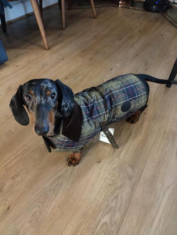 Dachshund deals barbour coat