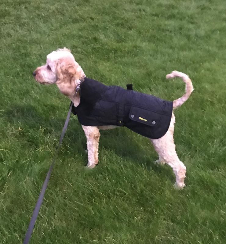 Barbour polar dog store coat