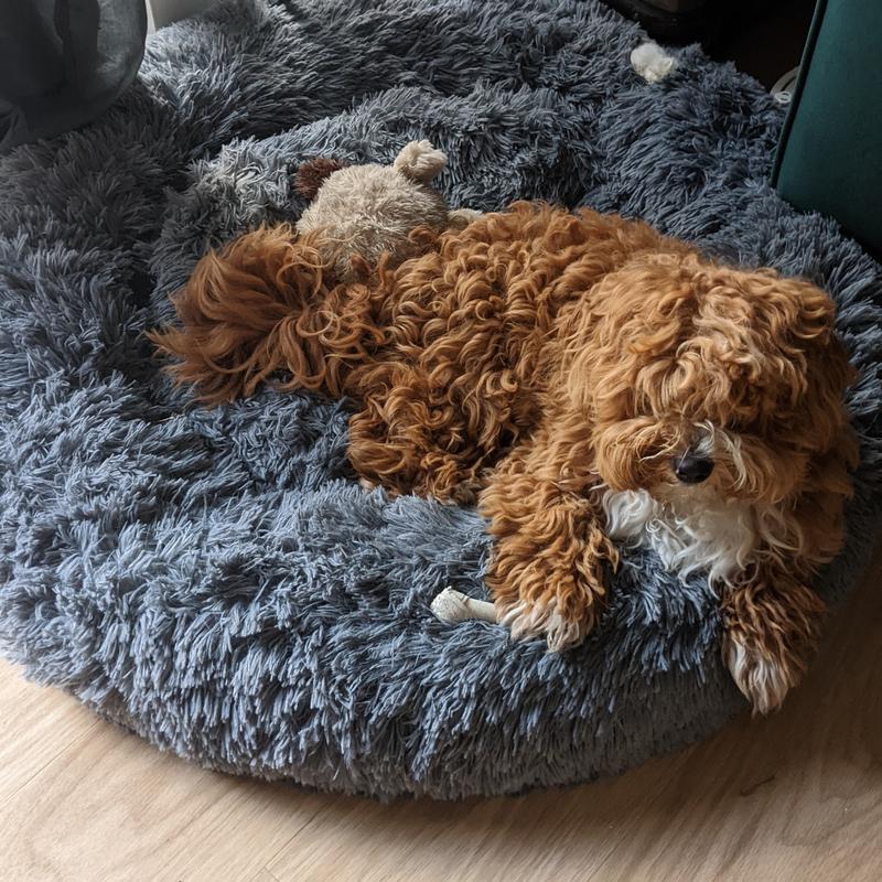 Donut pet bed, grey, Silentnight La Redoute