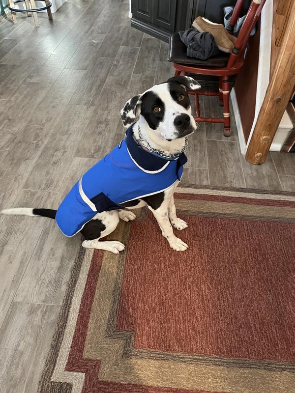 Lands end dog squall jacket sales