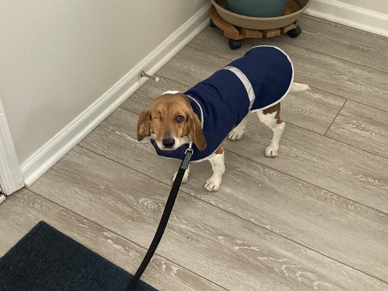 Lands end dog deals squall jacket