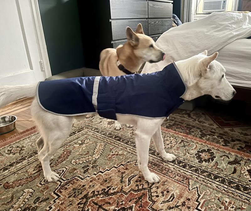 Dog Solid Squall Jacket Lands' End