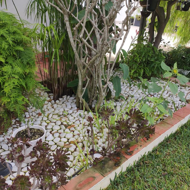 Abrir modal de revisión 1 de 1