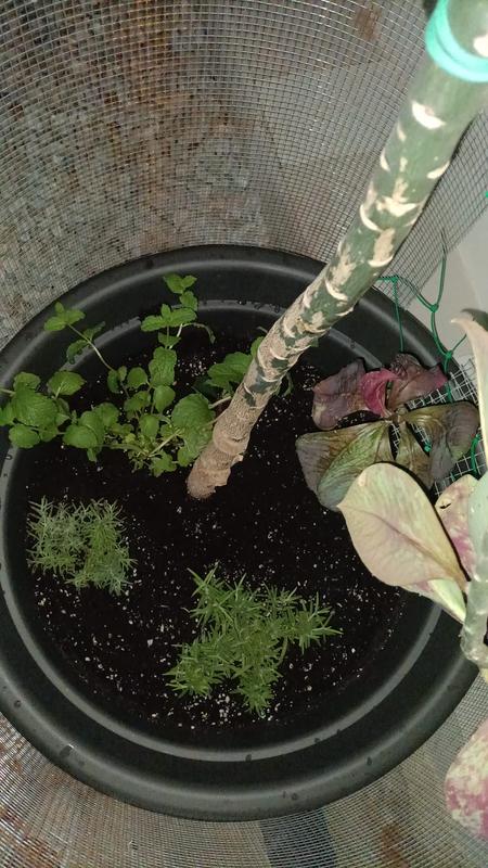 Abrir modal de revisión 3 de 3