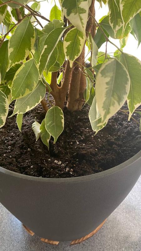 Abrir modal de revisión 1 de 1