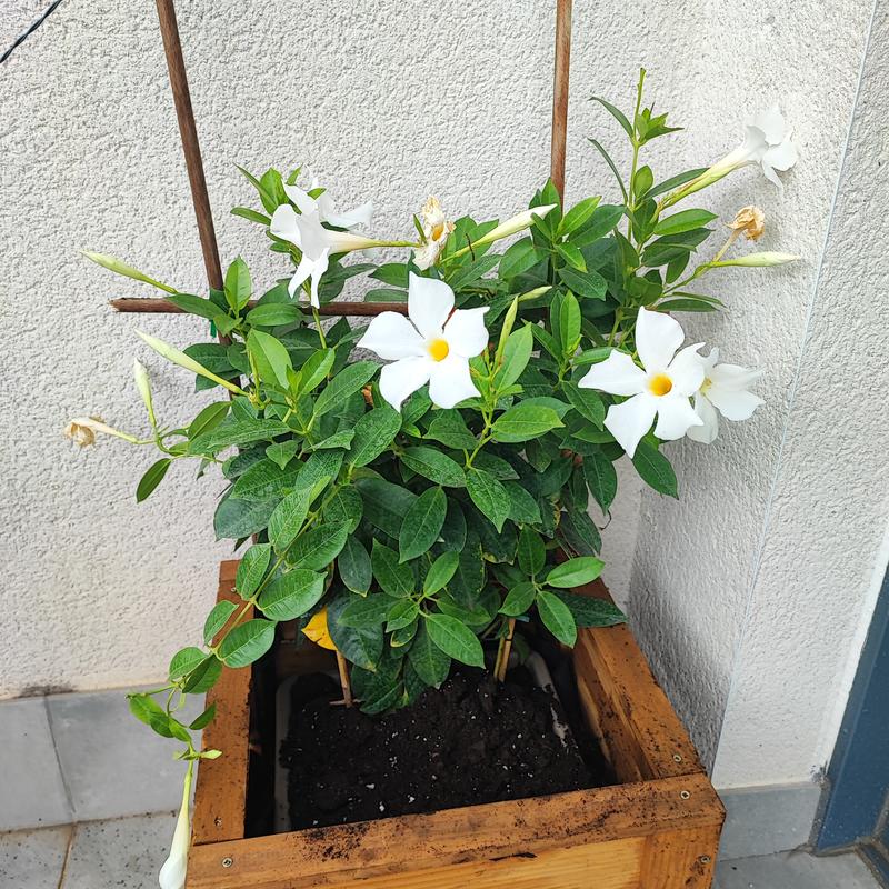 Revisione aperta modale 2 su 2