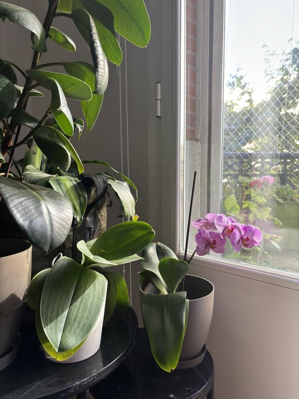 Abra o modal de avaliação 1 de 1