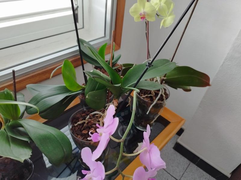 Abrir modal de revisión 1 de 1