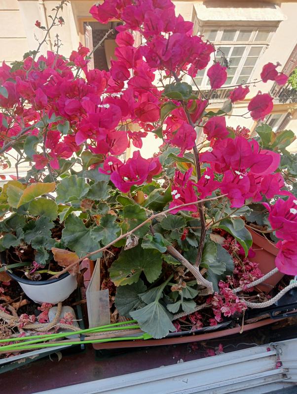 Abrir modal de revisión 1 de 2