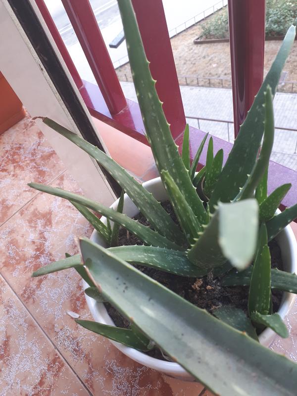 Abrir modal de revisión 2 de 2