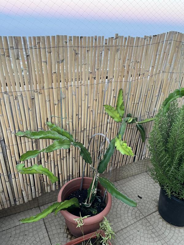 Abrir modal de revisión 1 de 2