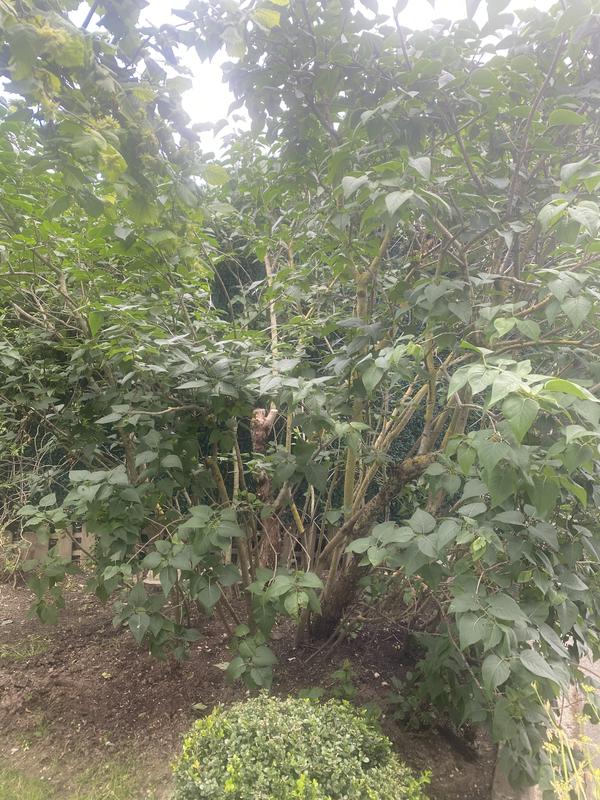 Revisione aperta modale 1 su 1