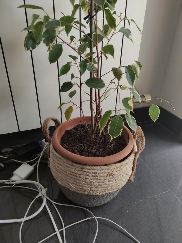 Abrir modal de revisión 1 de 1