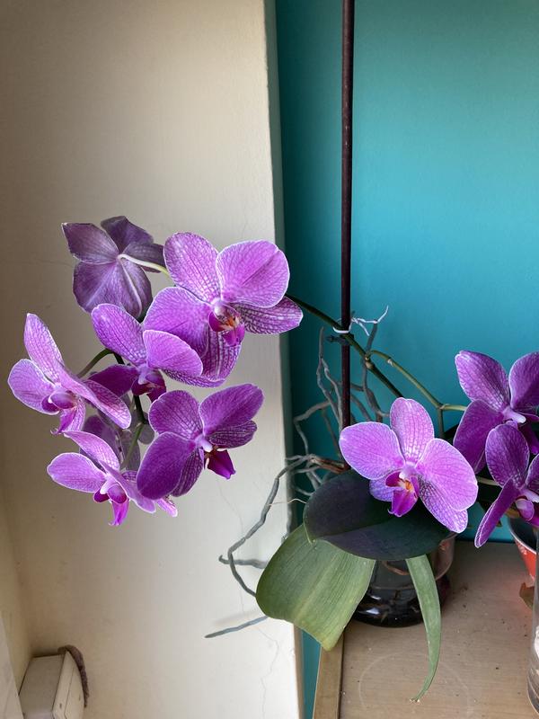 Abrir modal de revisión 1 de 1