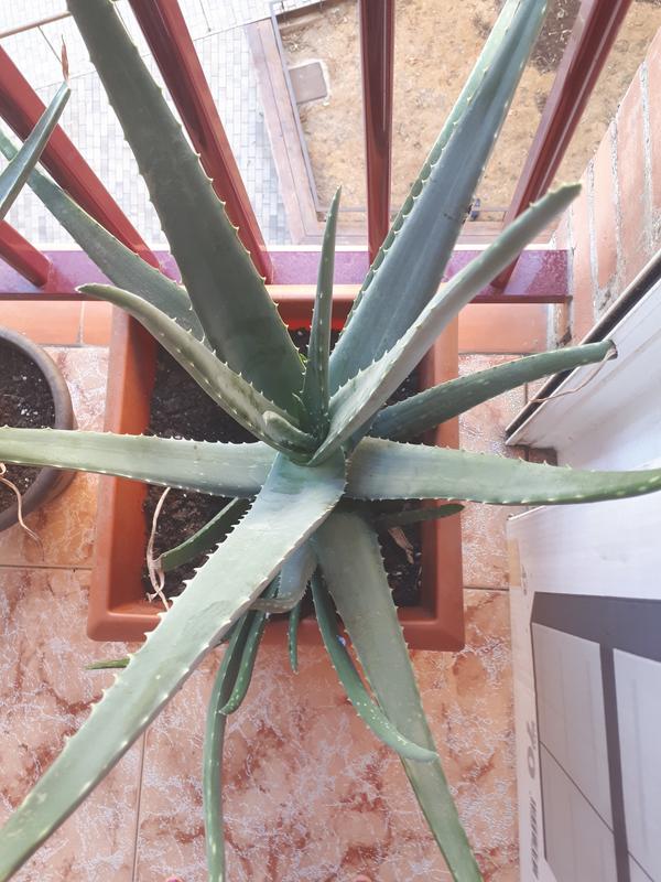 Abrir modal de revisión 1 de 2