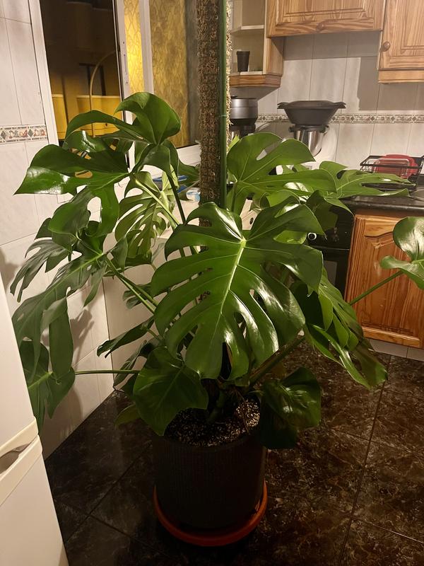 Abrir modal de revisión 1 de 1