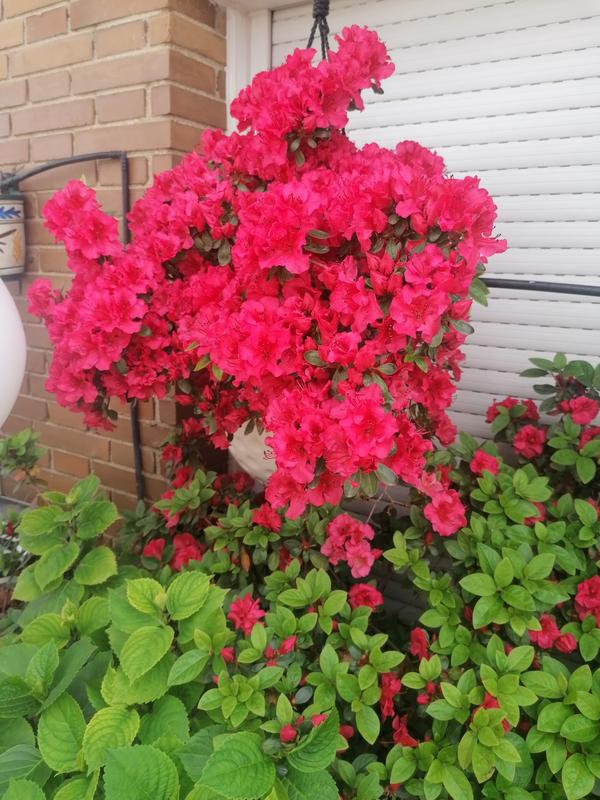 Ouvrir la fenêtre modale de l'avis 1 sur 1