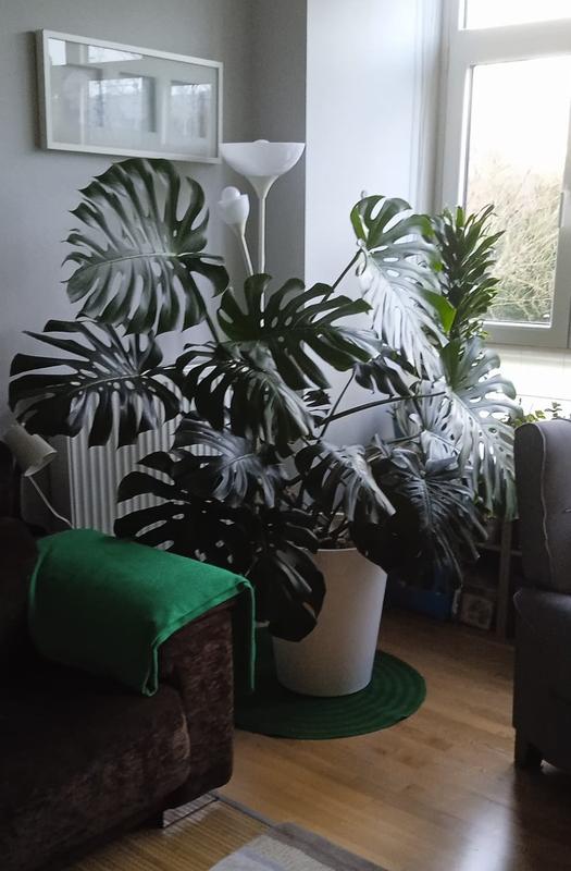 Abrir modal de revisión 1 de 1