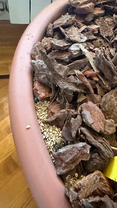 Abrir modal de revisión 1 de 1