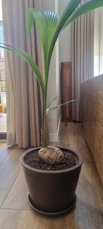 Abrir modal de revisión 1 de 1