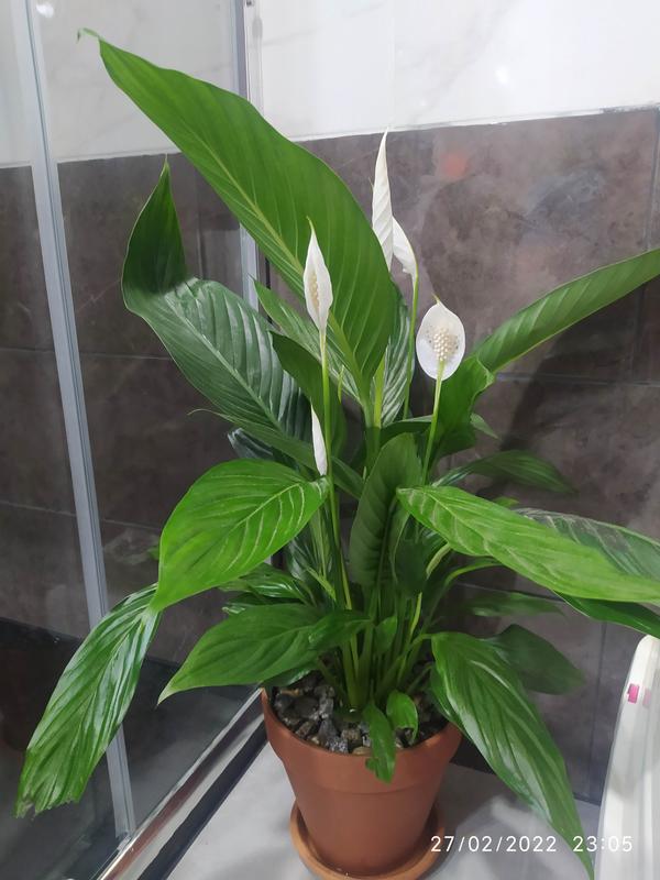 Planta con flores Spathiphyllum en maceta de 17 cm | Leroy Merlin