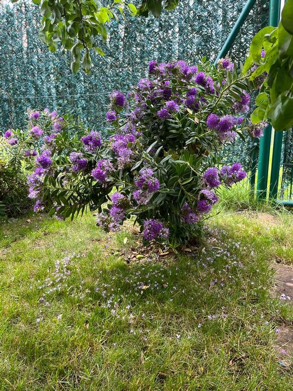 Abrir modal de revisión 1 de 2