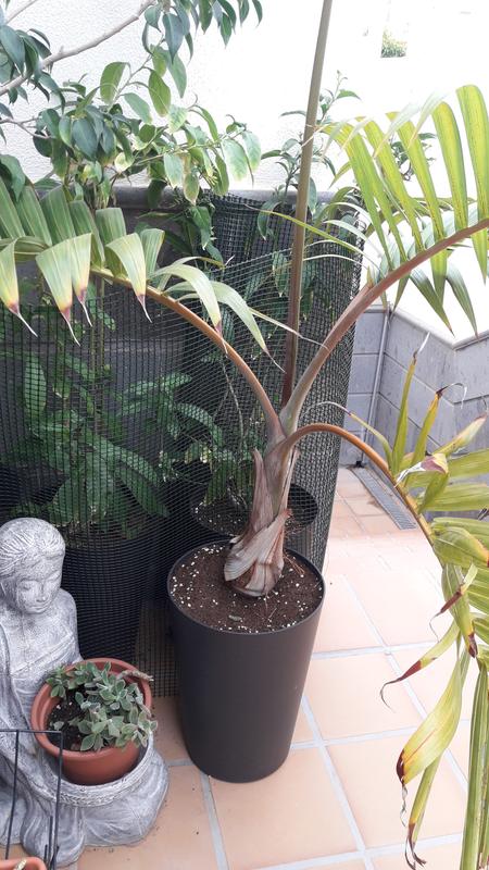 Abrir modal de revisión 1 de 2