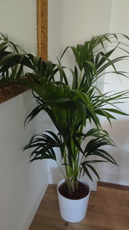 Abrir modal de revisión 1 de 1