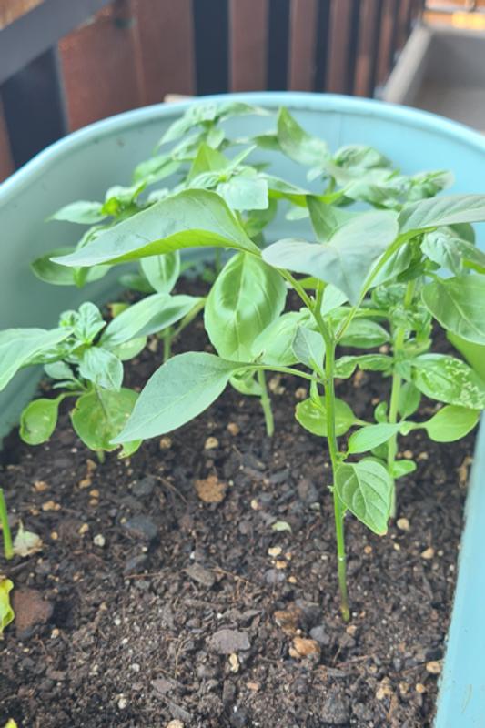 Abrir modal de revisión 1 de 1