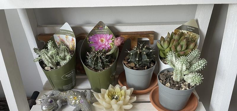 Revisione aperta modale 1 su 1