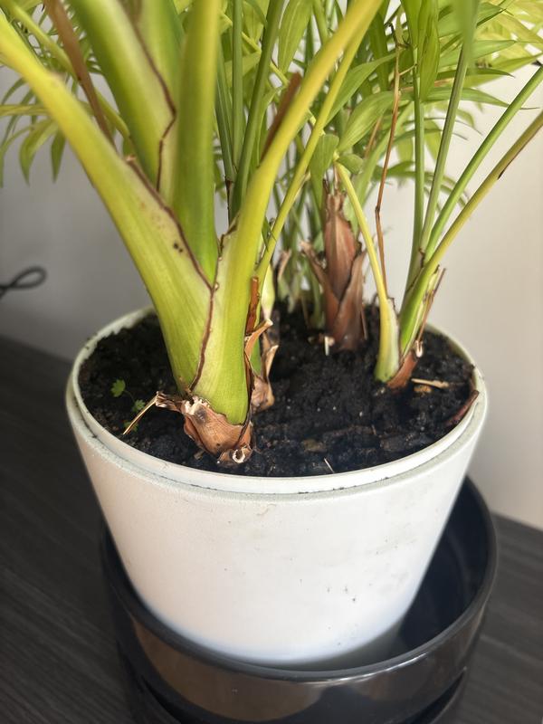 Abrir modal de revisión 1 de 2