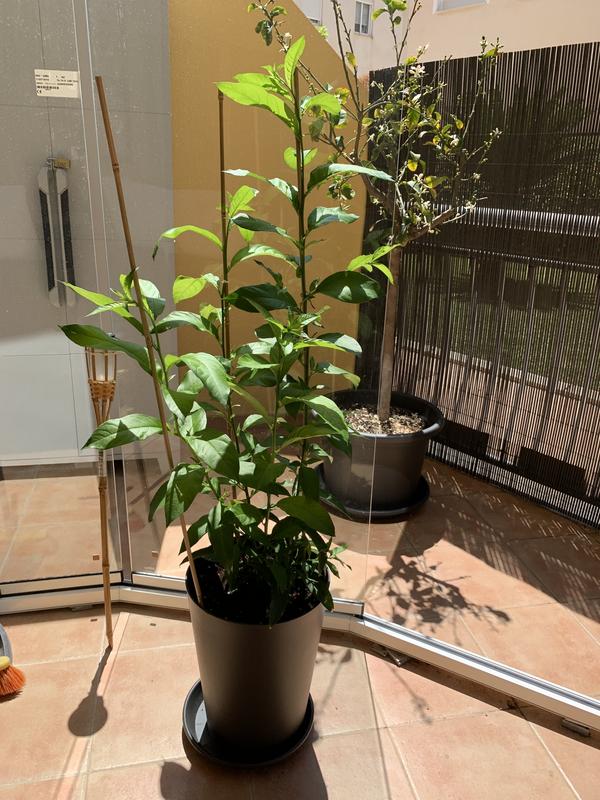 Abrir modal de revisión 2 de 2