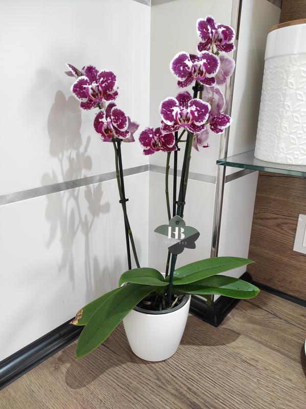 Nature Orchid pot Ø 13cm transparent 1l