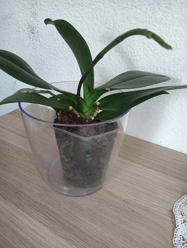 Abrir modal de revisión 1 de 1