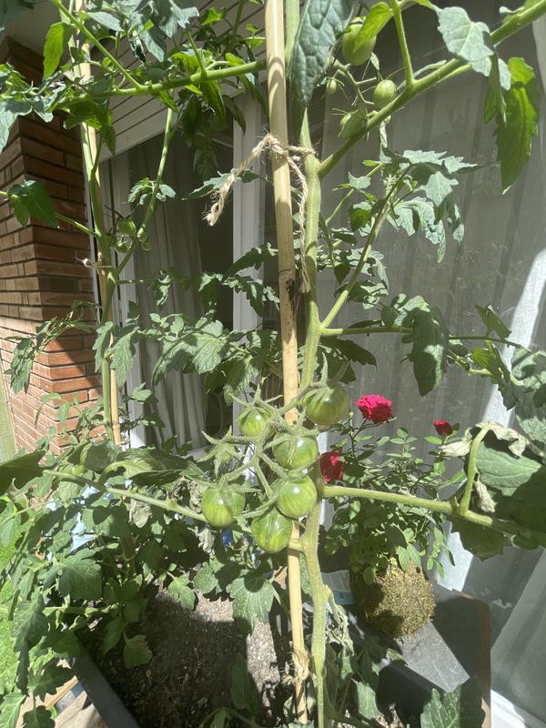 Abra o modal de avaliação 2 de 2