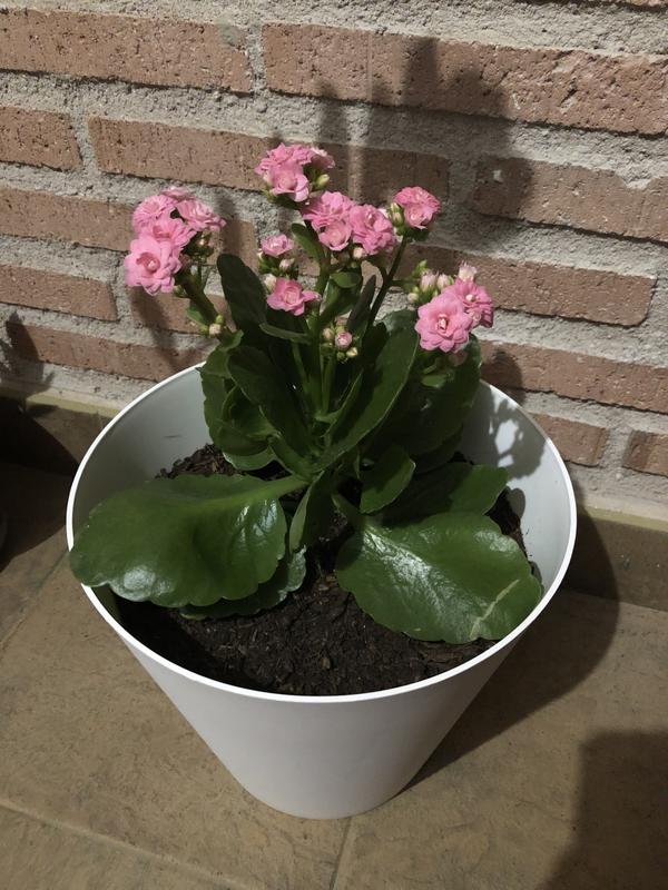 Abrir modal de revisión 2 de 2