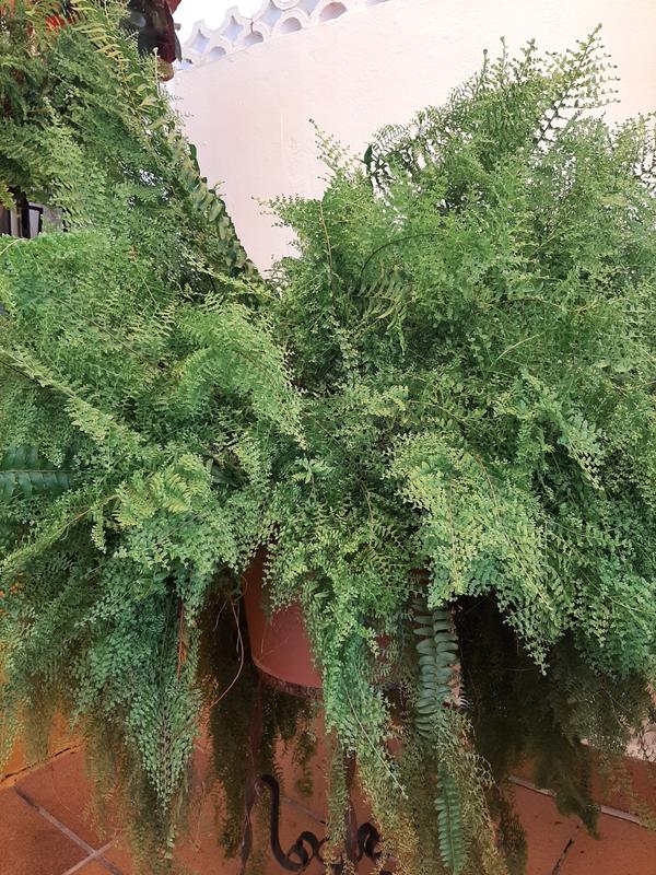 Abrir modal de revisión 1 de 2