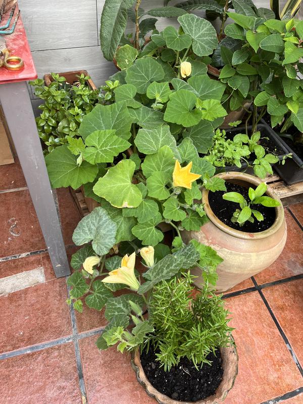 Abrir modal de revisión 1 de 2